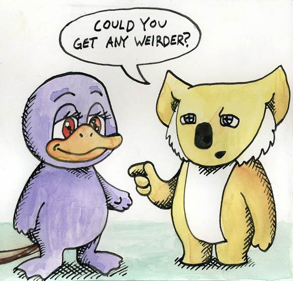 Yellow Koala making fun of Purple Platypus