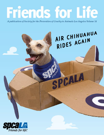 Chihuahua with bandanna in cardboard airplane