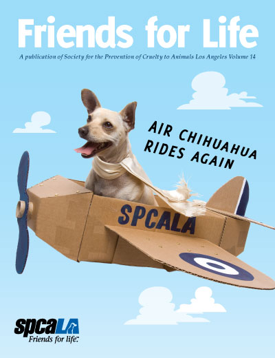 Chihuahua with scarf in cardboard airplane